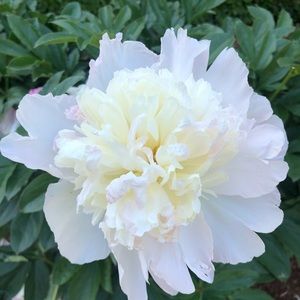 Meet your Posher, Debrah